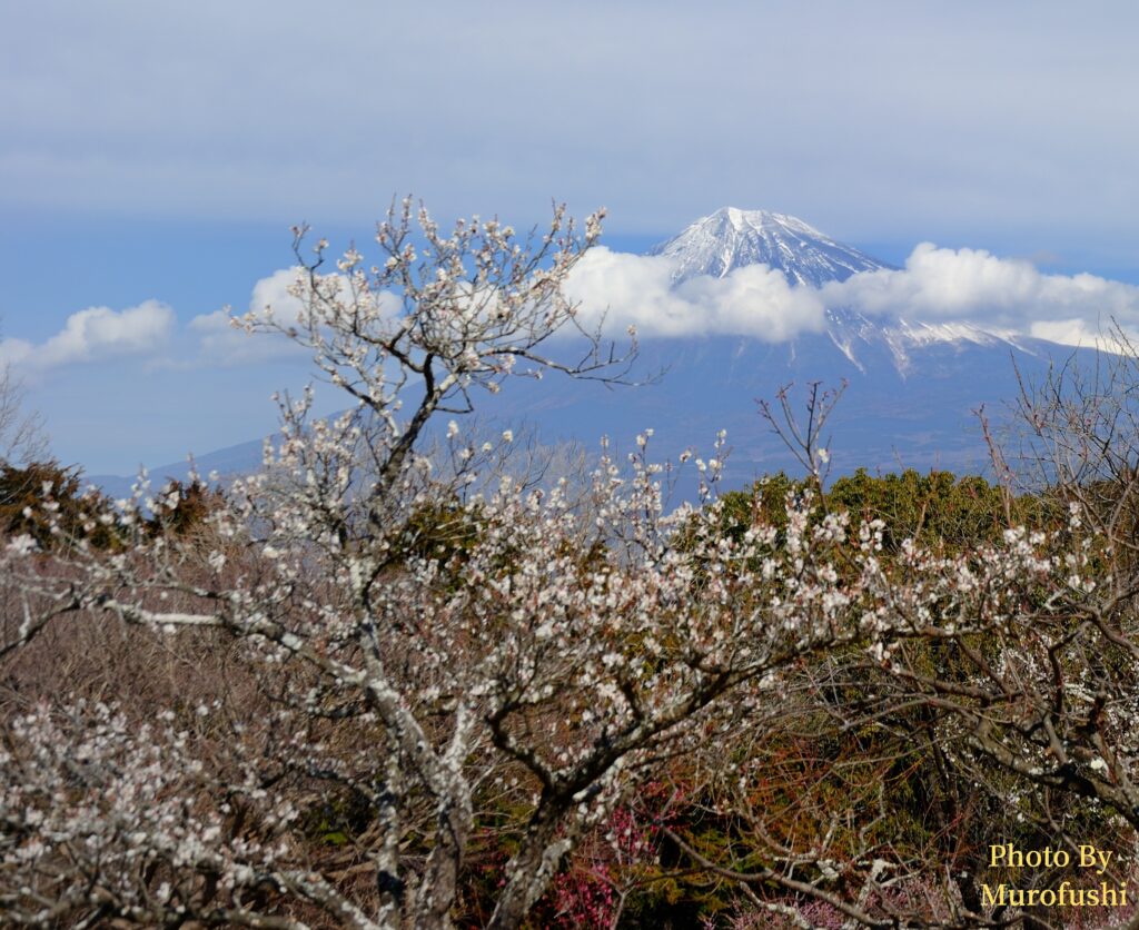 撮影スポット：富士市岩本山公園 梅園