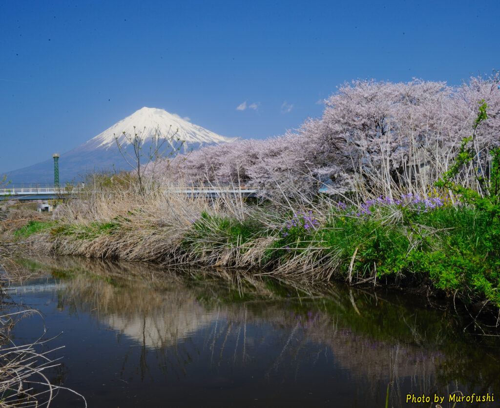 川と桜と富士山
撮影スポット：富士市潤井川堤