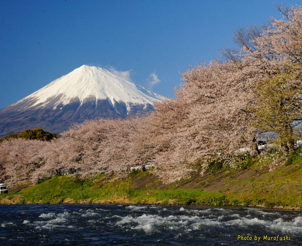 富士山
撮影スポット：潤井川