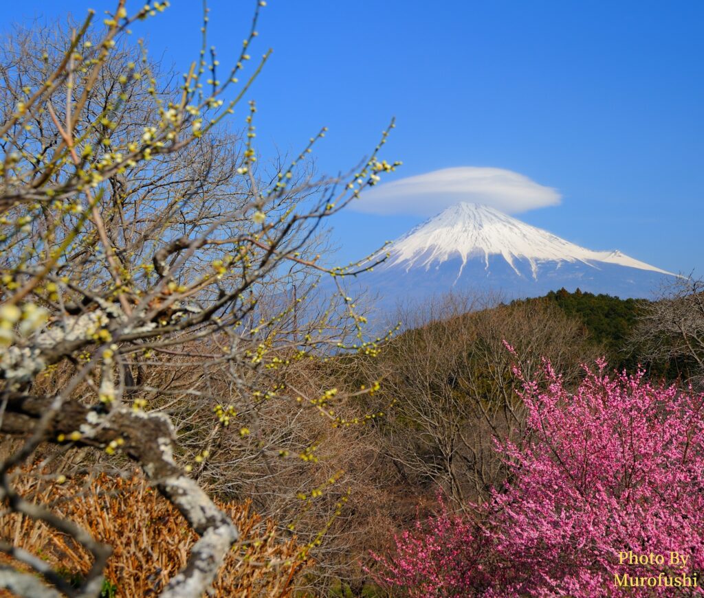 富士山の写真
撮影スポット：富士市岩本山公園 梅園