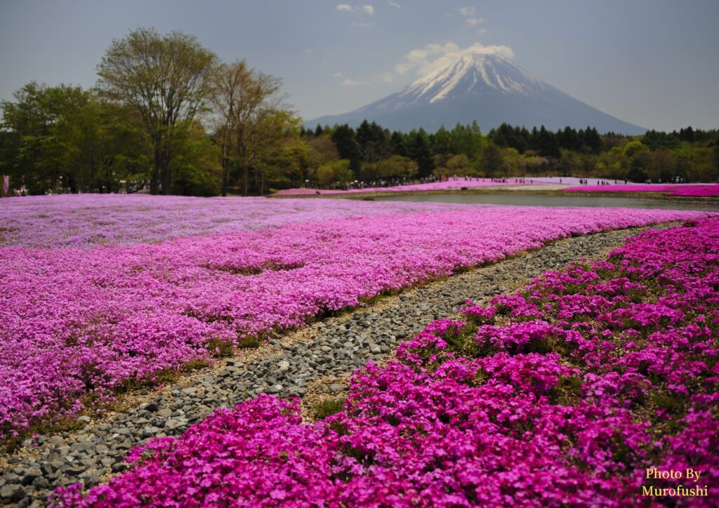 富士山の写真
撮影スポット：山梨県南都留郡富士河口湖町本栖