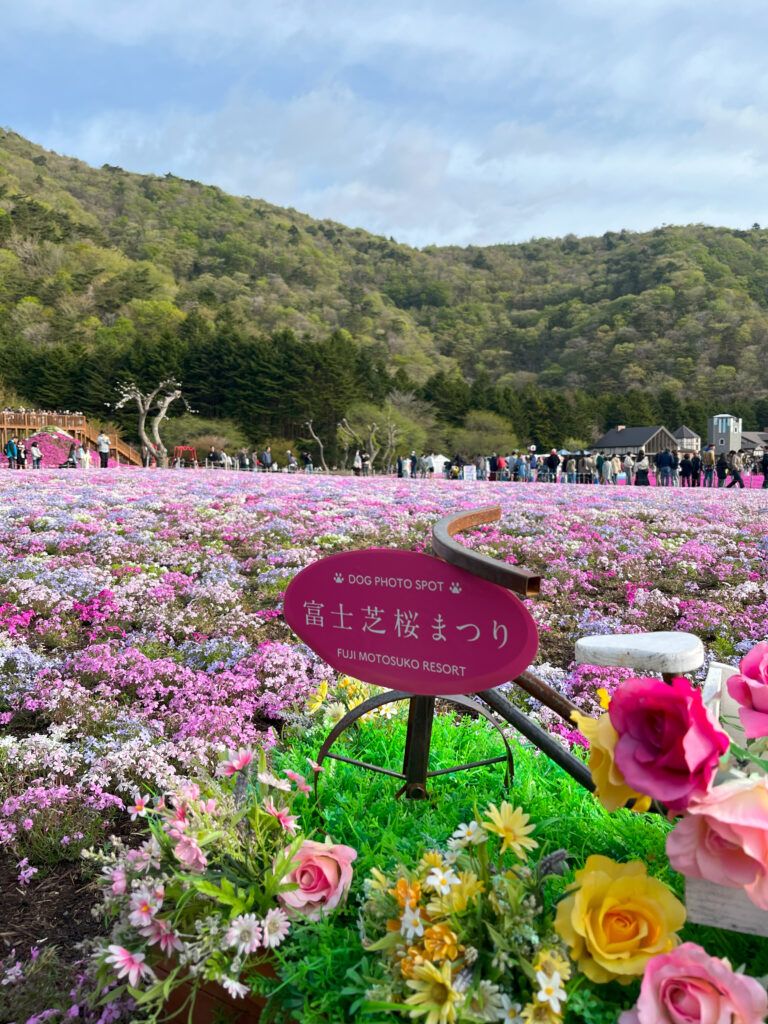 富士芝桜まつり2025