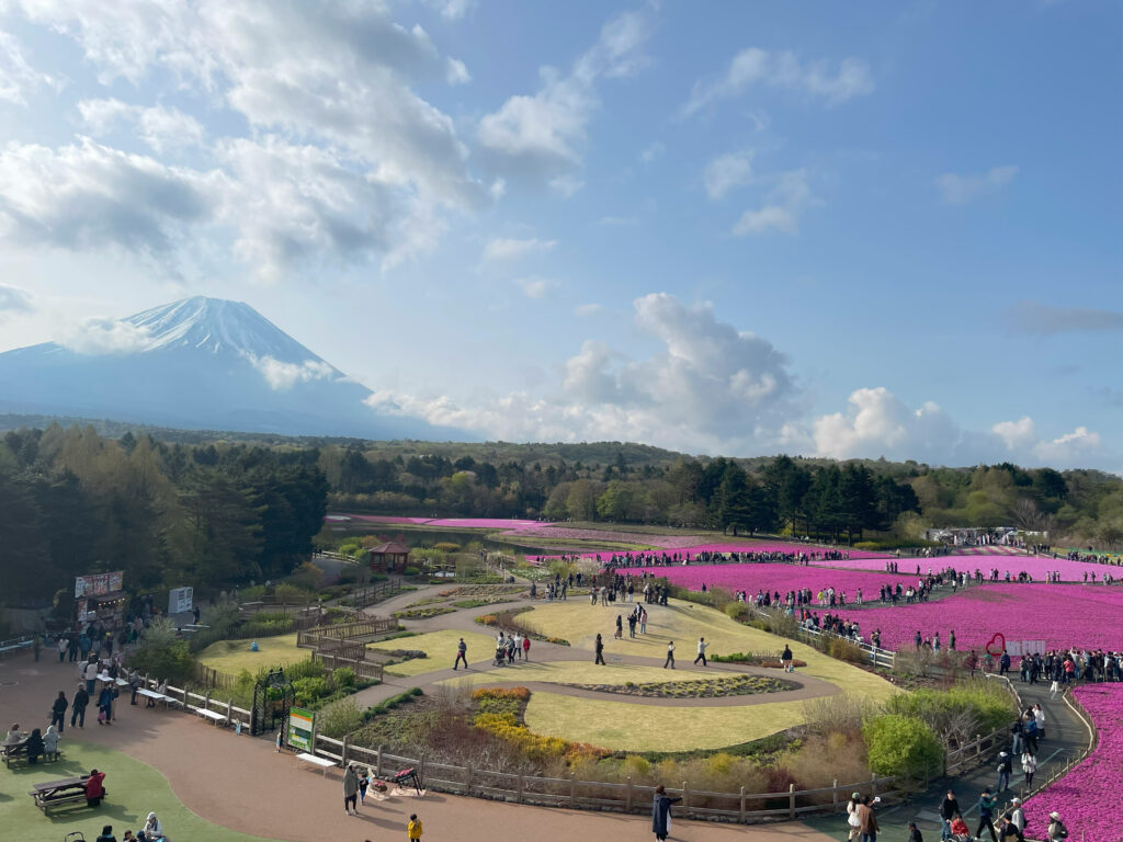富士芝桜まつり2025