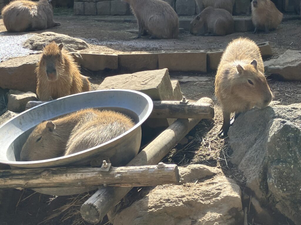「伊豆シャボテン動物公園」にて撮影
カピバラの写真