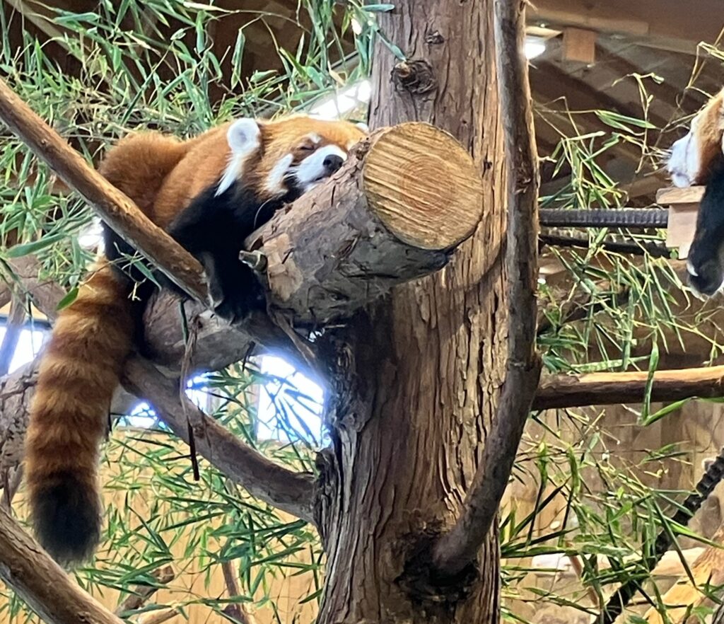 「伊豆シャボテン動物公園」にて撮影
レッサーパンダの写真