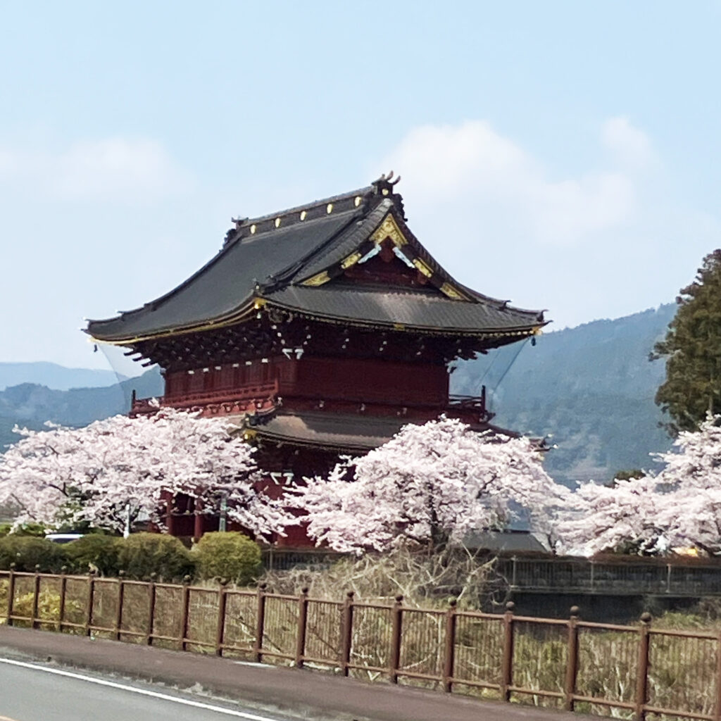 大石寺の桜2026