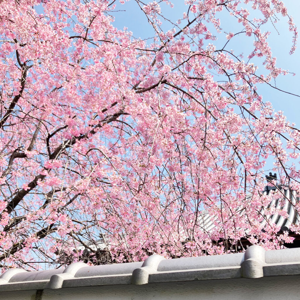 大石寺の桜2026