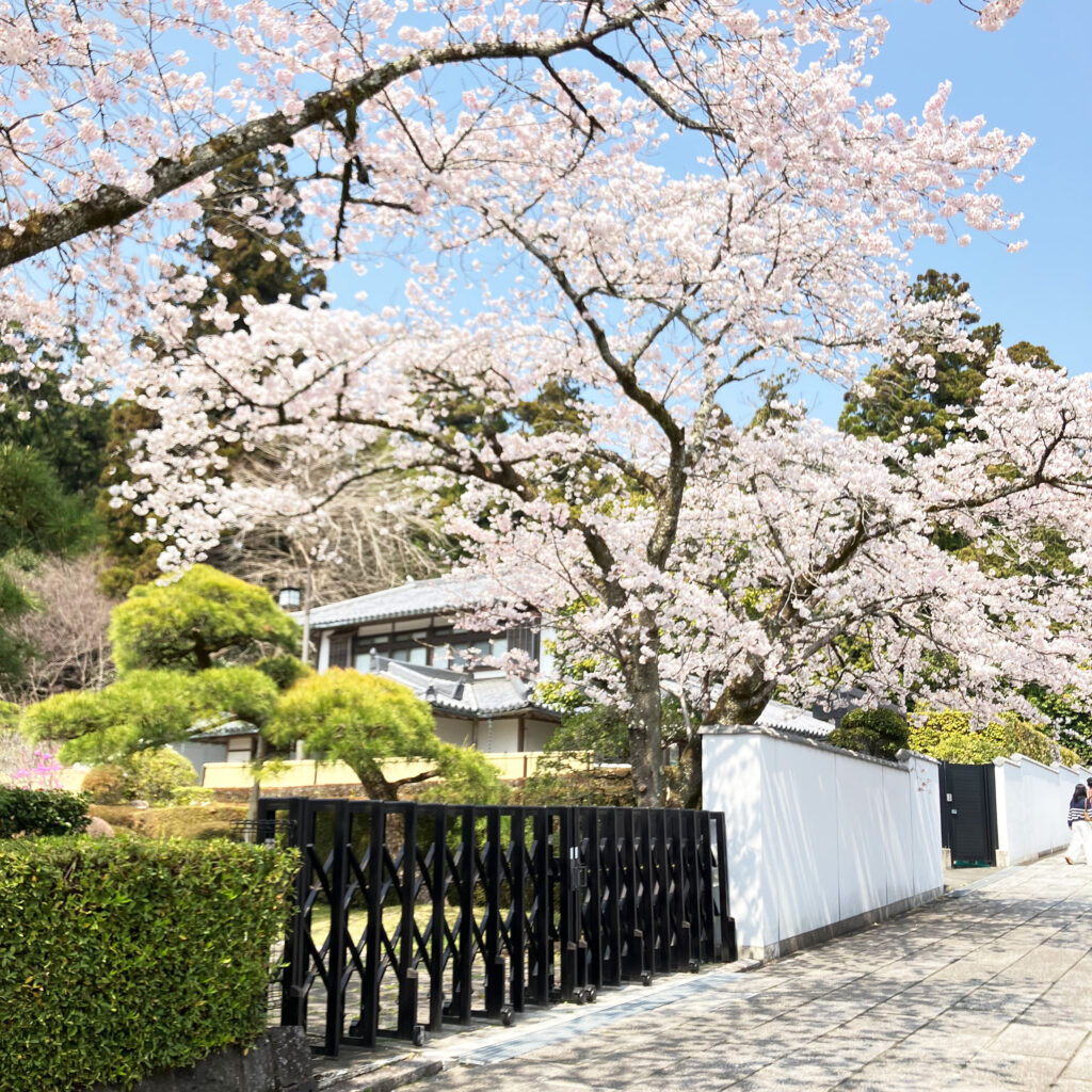 大石寺の桜2026
