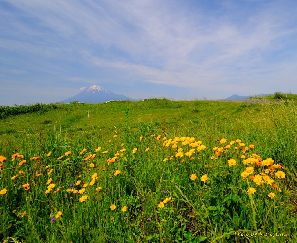 富士山の写真
撮影スポット：富士市かりがね堤