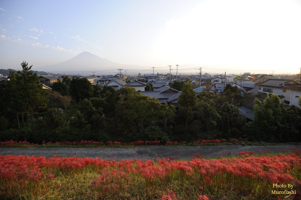 富士山と彼岸花の写真
撮影スポット：富士市かりがね堤